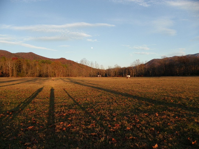 Cades Cove Wild Horse