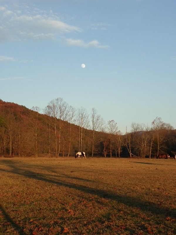 Cades Cove Wild Horse