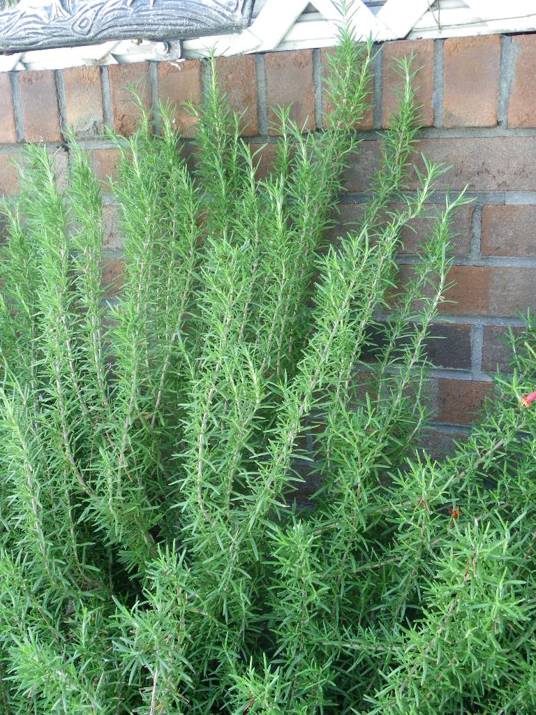 Rosemary Bush