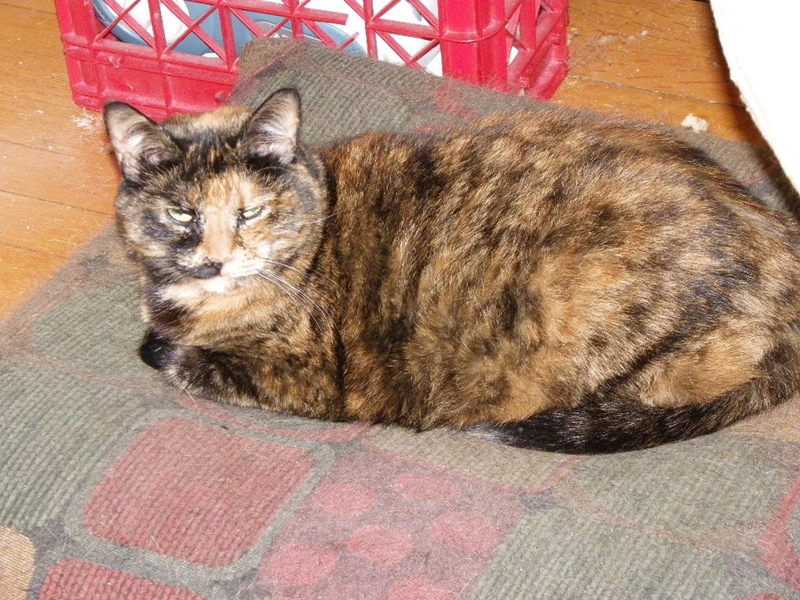 The master of the passive aggressive wake up call.