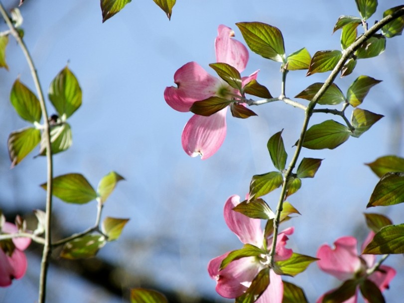 Pink Dogwoods