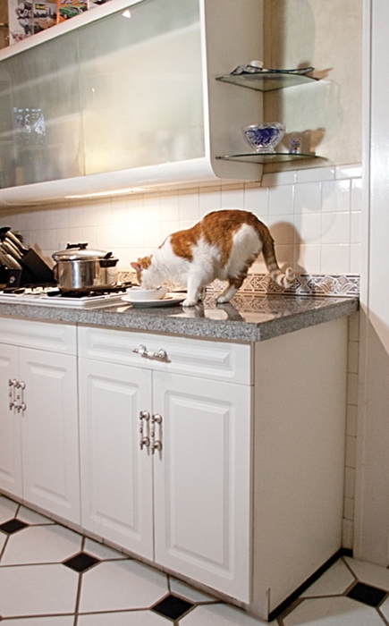 Photo of my cat being bad.