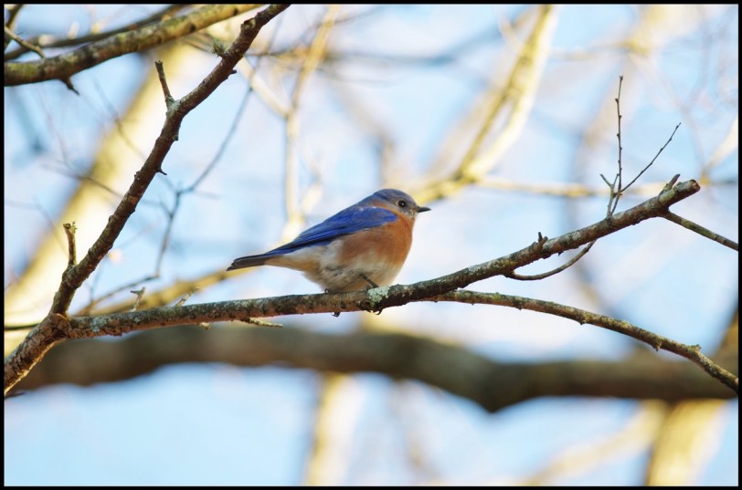 Bluebird in tree. It took three clicks of the camera to get this shot.