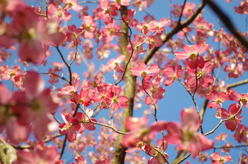 Dogwood shot as camera raw.