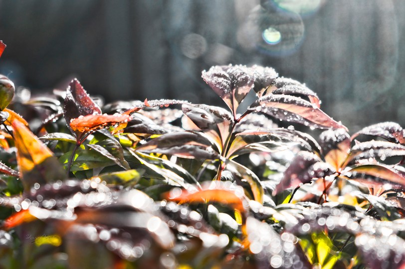 Frost becomes water droplets in the early morning sun.