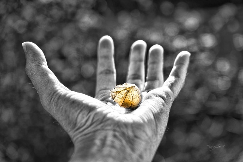 Tiny Lantern in Hand