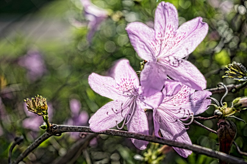 purple star flower 4948 sm