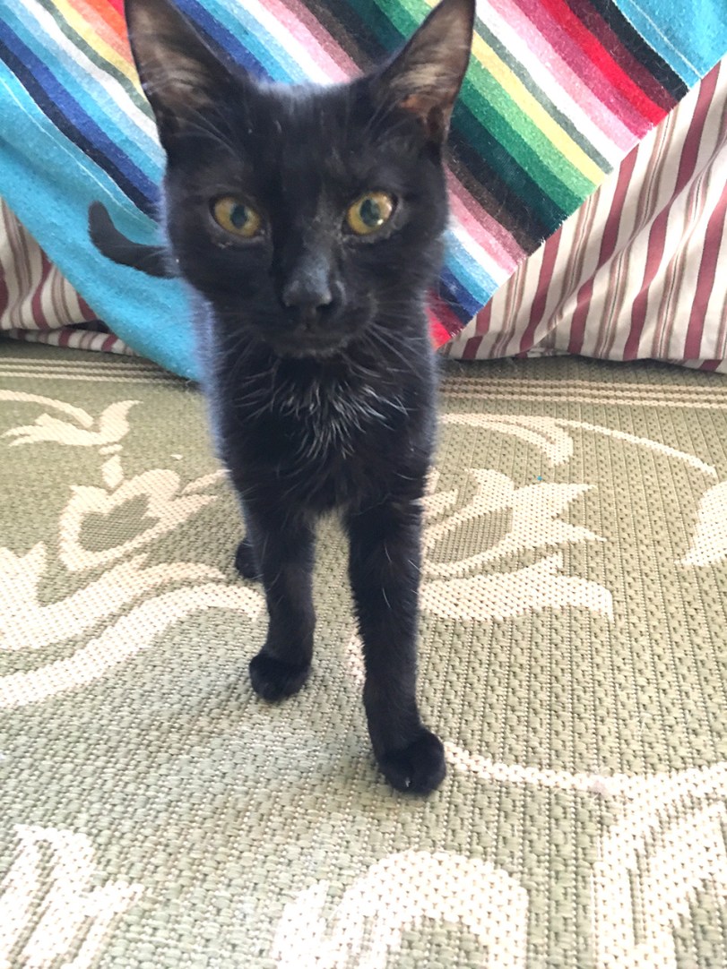 delilah last picsm.jpg